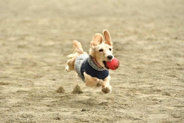 おもちゃ遊びは一生の趣味 子犬のしつこさを大切にしてほしい話 横山ゆかり Note