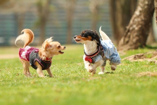 おもちゃ遊びは一生の趣味 子犬のしつこさを大切にしてほしい話 横山ゆかり Note おもちゃ遊びは一生の趣味 子犬のしつこさを大切にしてほしい話 横山ゆかり Note