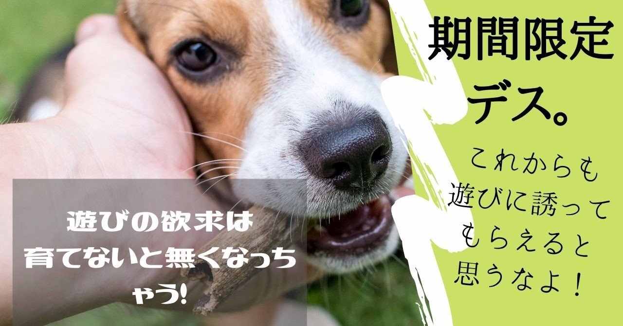 おもちゃ遊びは一生の趣味 子犬のしつこさを大切にしてほしい話 横山ゆかり Note