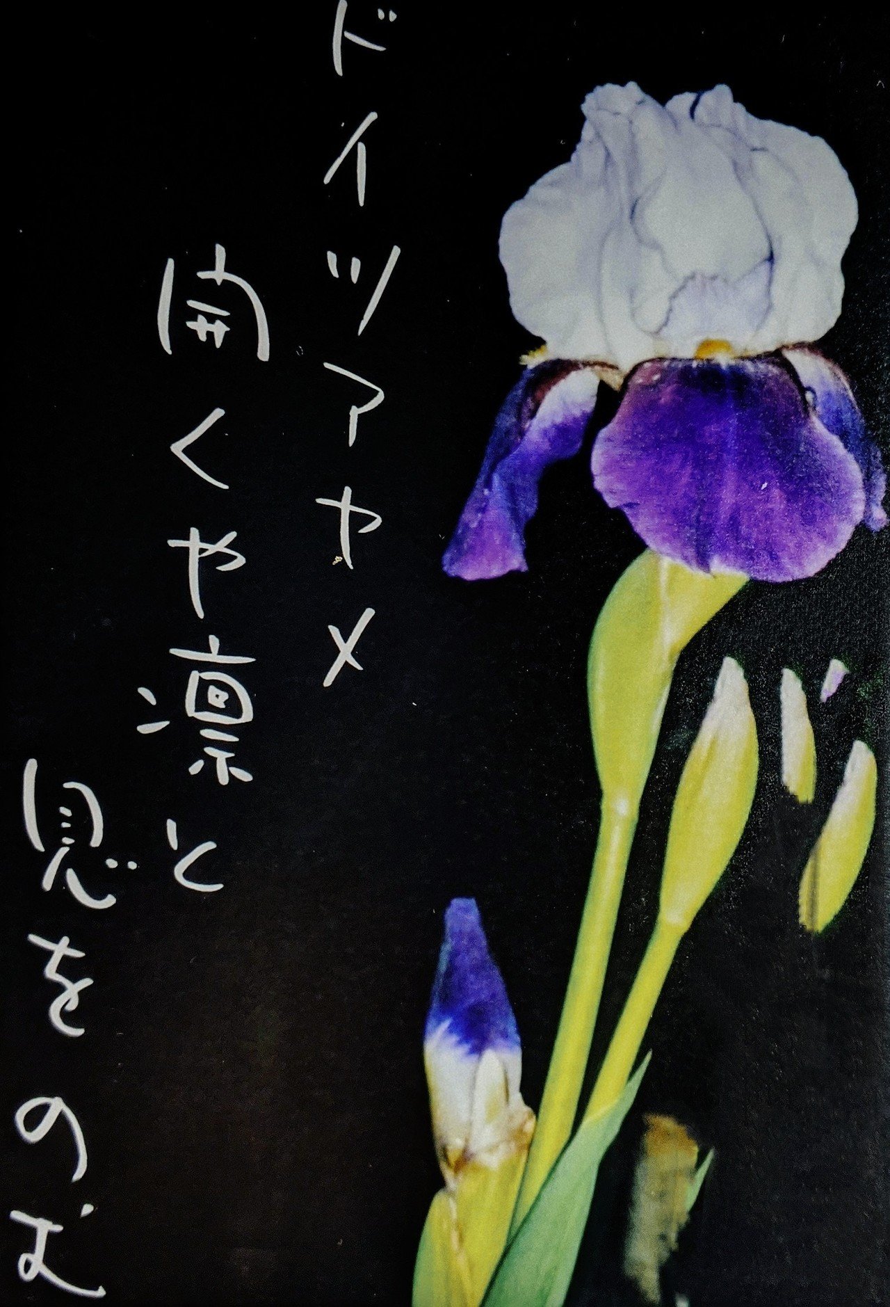 夜に咲くジャーマンアイリスの写真で一句 柘榴 Note