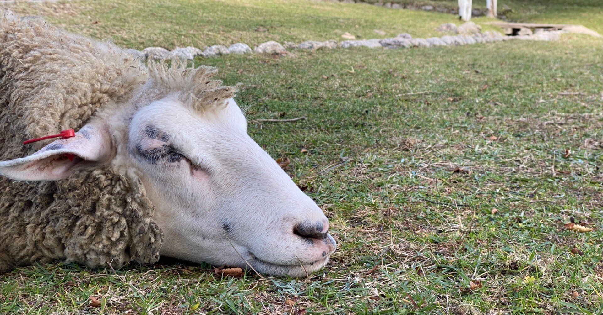 ハーン ヒツジ NIHAN15000_00_L.jpg