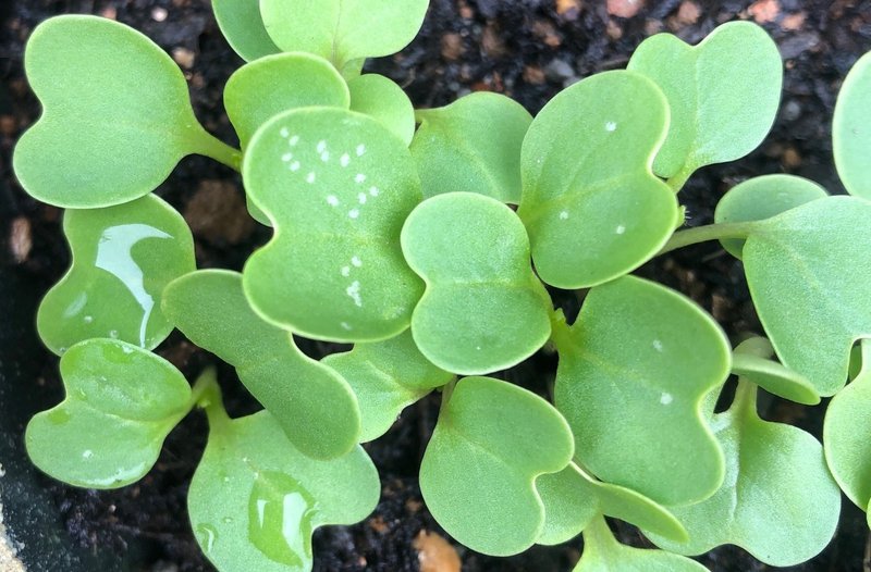 白い斑点が葉っぱに出現 そんなときどうする 家庭菜園メモ にんじん好きのくま Note