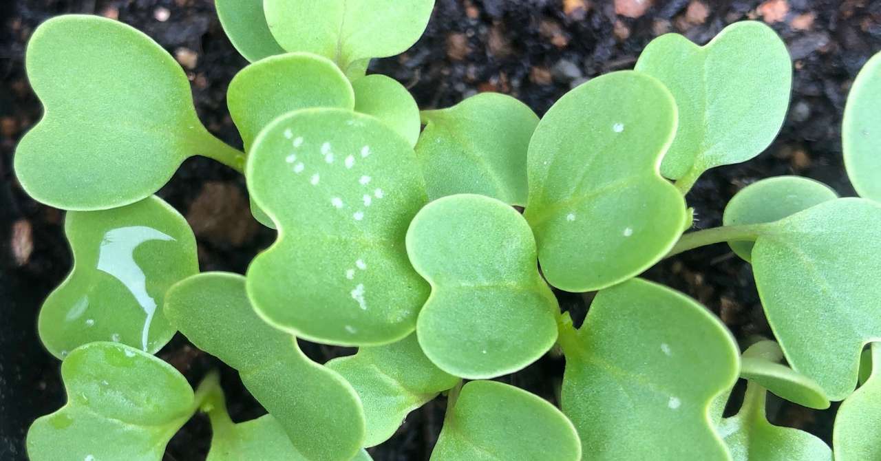 白い斑点が葉っぱに出現 そんなときどうする 家庭菜園メモ にんじん好きのくま Note