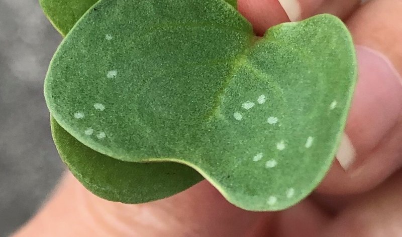 白い斑点が葉っぱに出現 そんなときどうする 家庭菜園メモ にんじん好きのくま Note 白い斑点が葉っぱに出現 そんなときどうする 家庭菜園メモ にんじん好きのくま Note