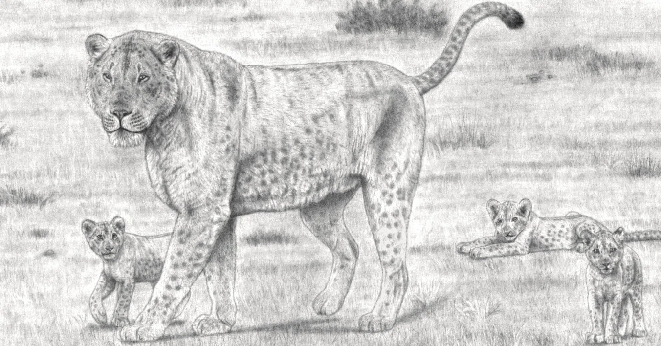 史上最大級のネコ科猛獣 「ステップホラアナライオン Panthera