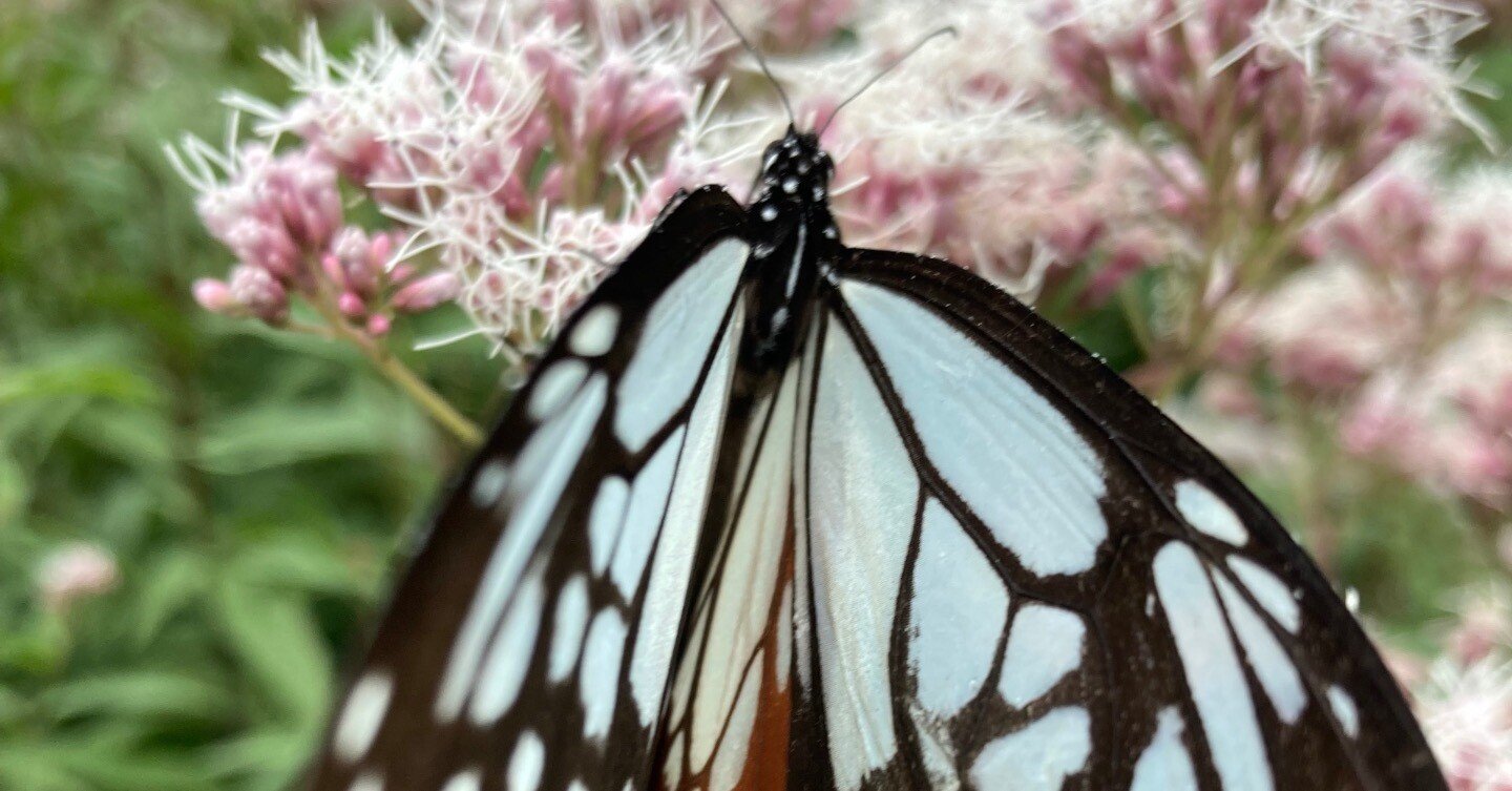 第15話 高原の蝶を自宅の庭に呼び込む野望｜たそがれ文筆家｜けん