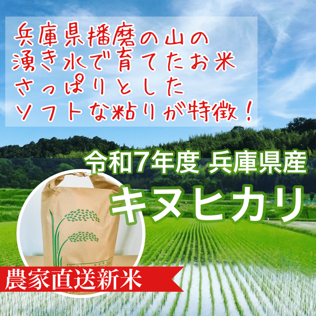 令和七年度 兵庫県産キヌヒカリ 山の湧き水で育てた農家のお米☆定番
