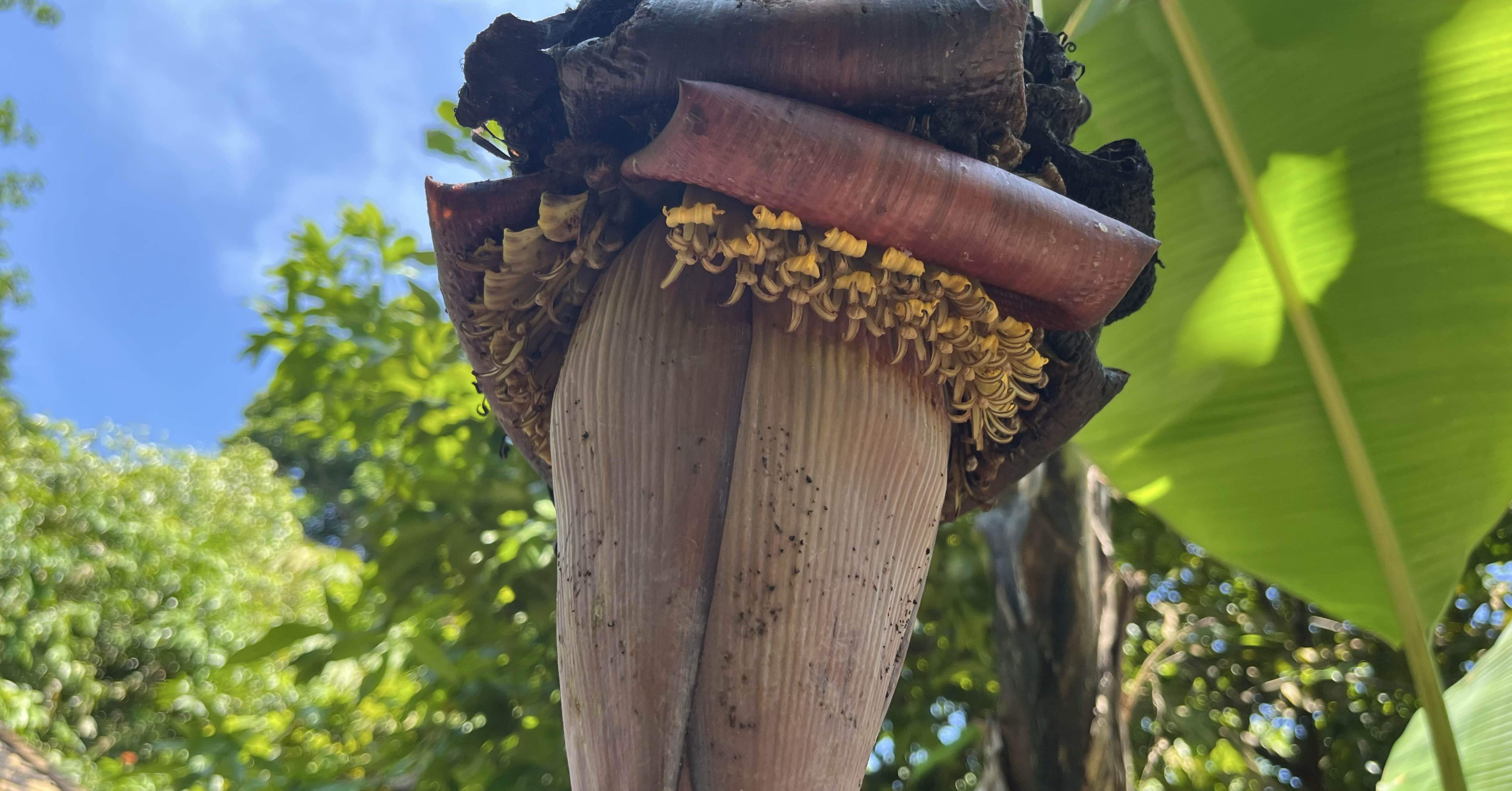 Vol.5-3｜花旅inシンガポール🇸🇬 南国花図録2025｜Sayaka｜Floris of