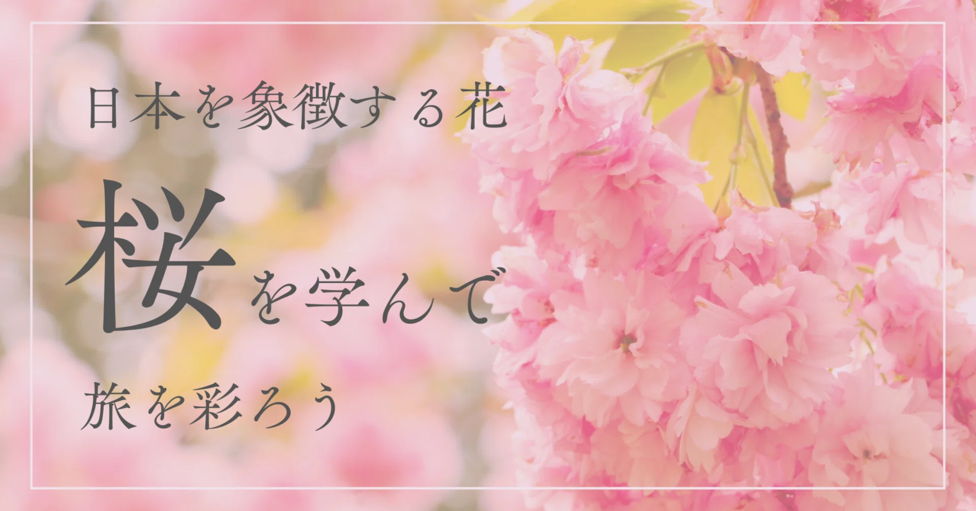 日本を象徴する花「桜」を学んで、旅を彩ろう｜桜野なぎ🌸旅するフォト