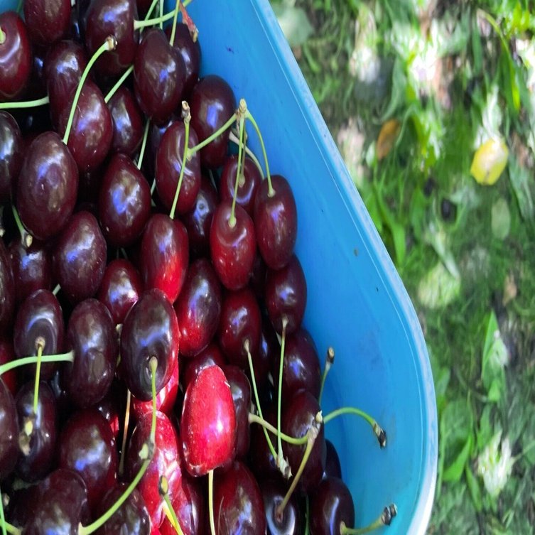 おすすめのチェリー会社を3つ紹介しますわ｜hiro＠NZワーホリ応援🇳🇿