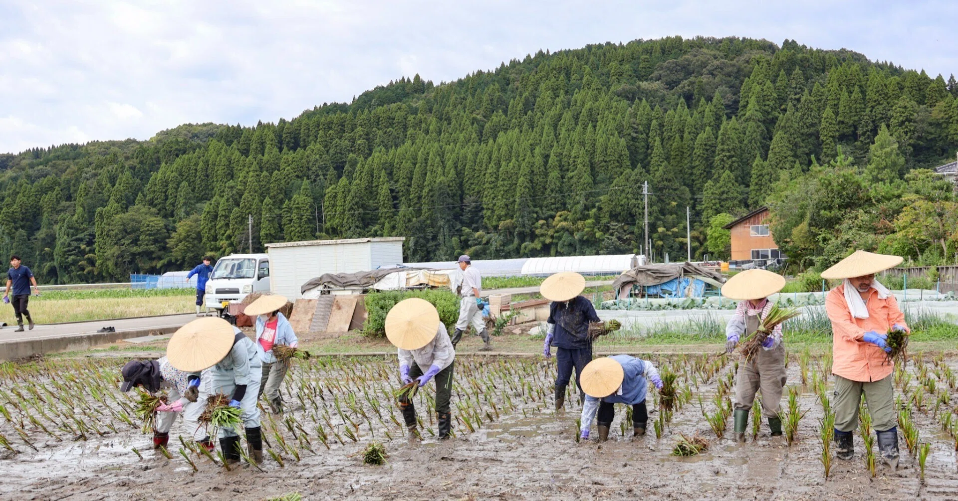 高岡市福岡町（西五位地域）「スゲの植付け」ボランティアによる田植え