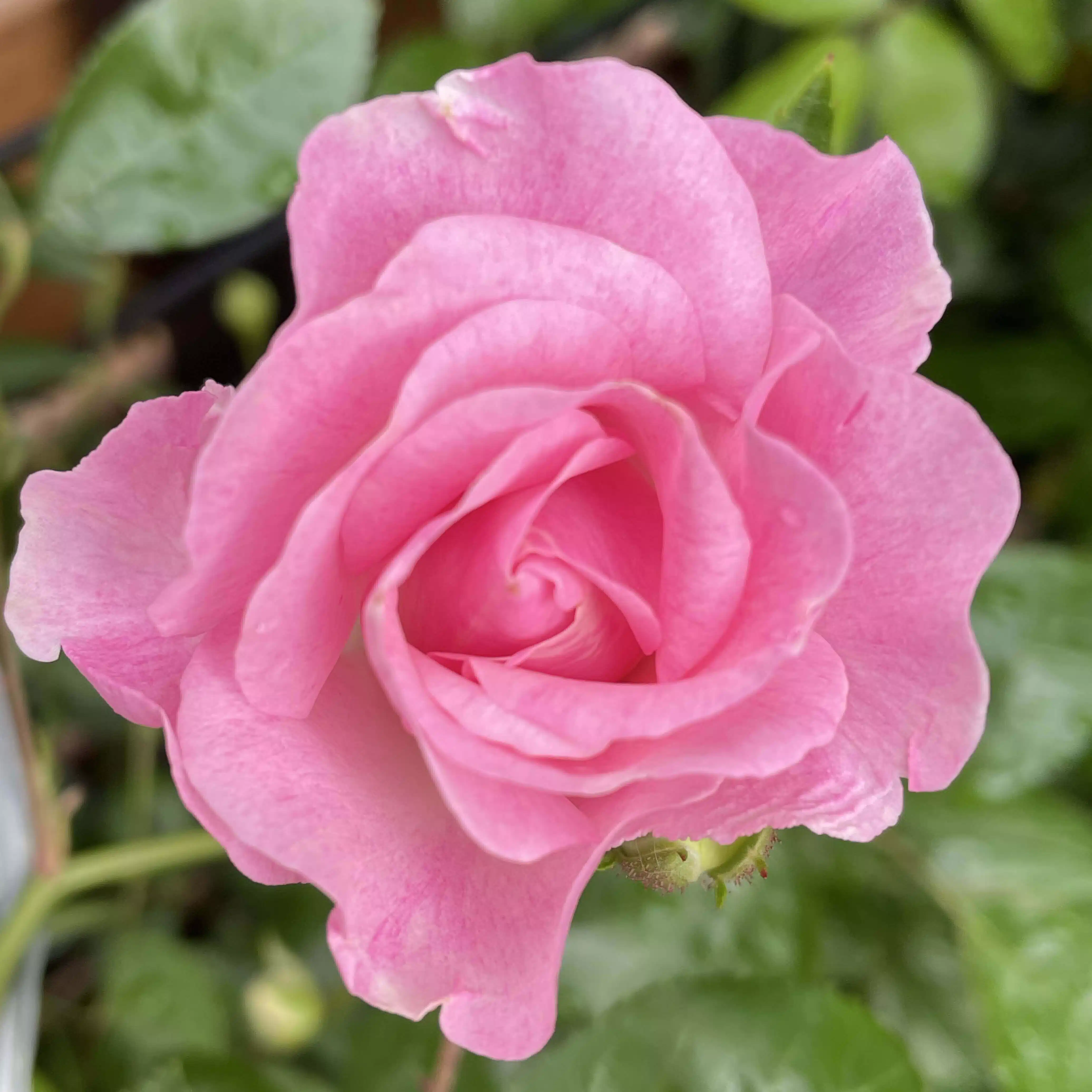 pinkrose_redrose
