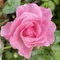 pinkrose_redrose