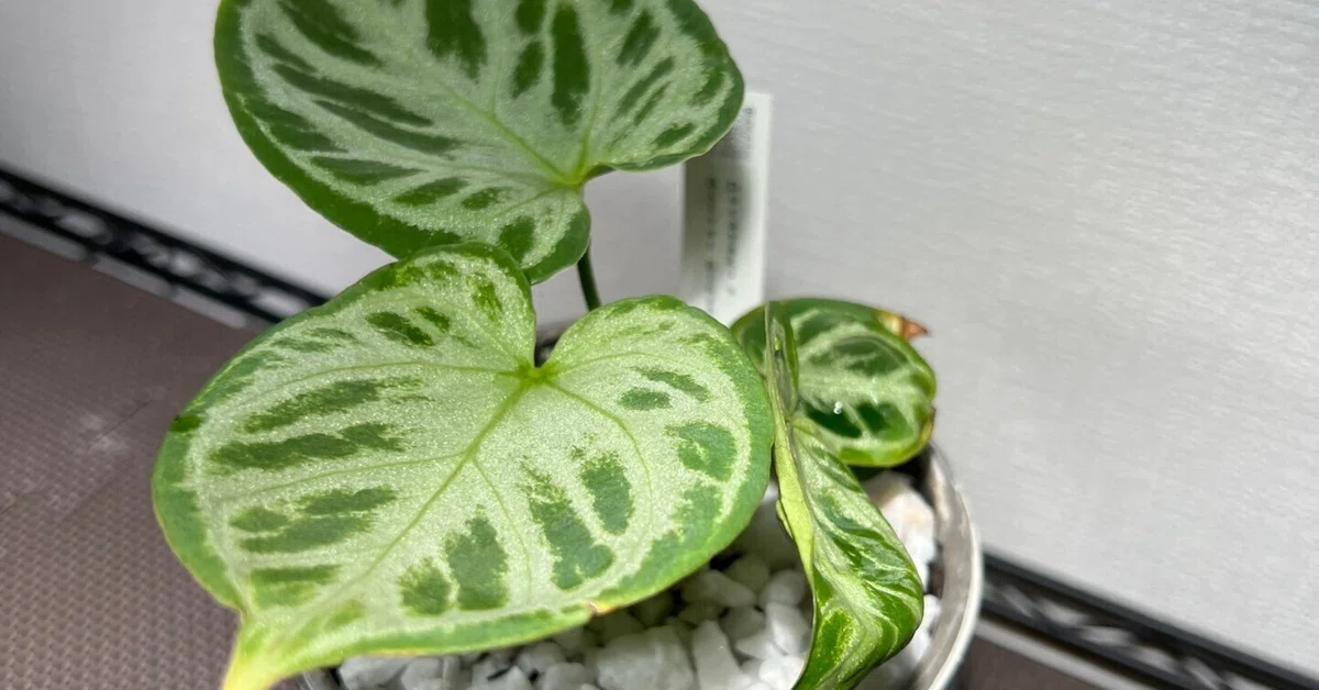 部屋に森をつくる。はじめての植物ライフ①｜Shian