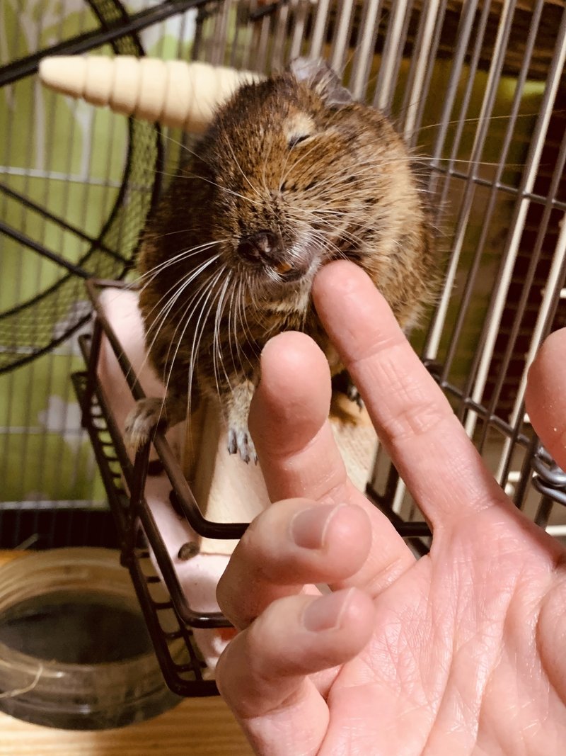 みかん ハムスター