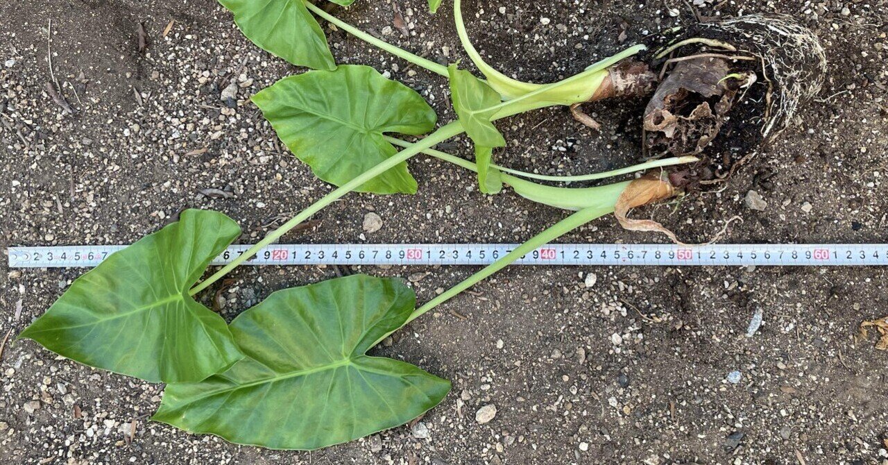 【塊根植物・実生】オペルクリカリア　パキプス8’【種から発芽！・発根株・Operculicarya pachypus】 種子] オペルクリカリア パキプス Operculicarya pachypus Lot.2025Dの