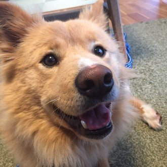 保護犬の里親になるまで 保護犬カフェに行ってみた 坂口みき Note
