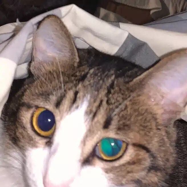 ゆば