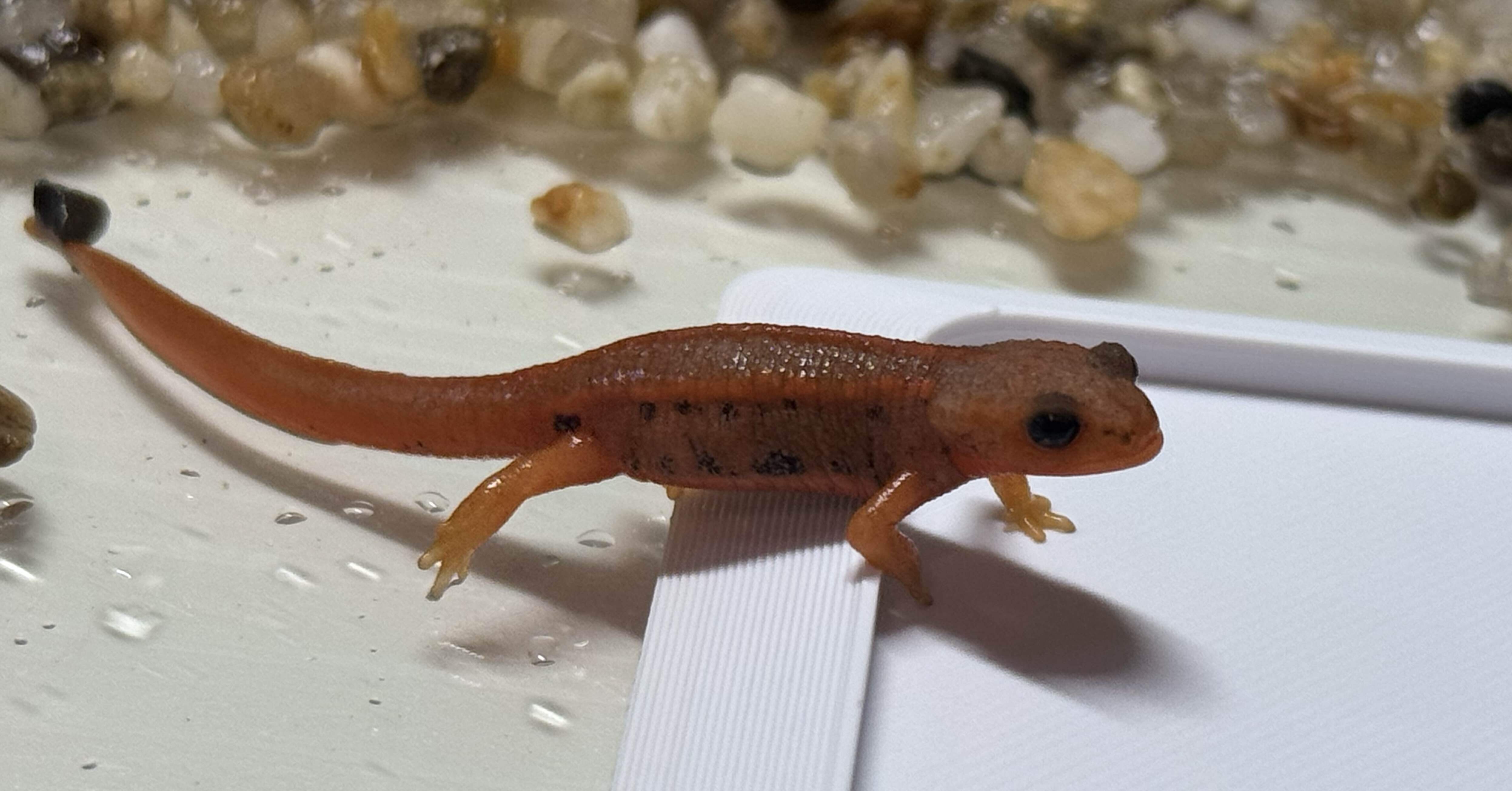 とんぶり市でイモリを2匹お迎え｜ケイ