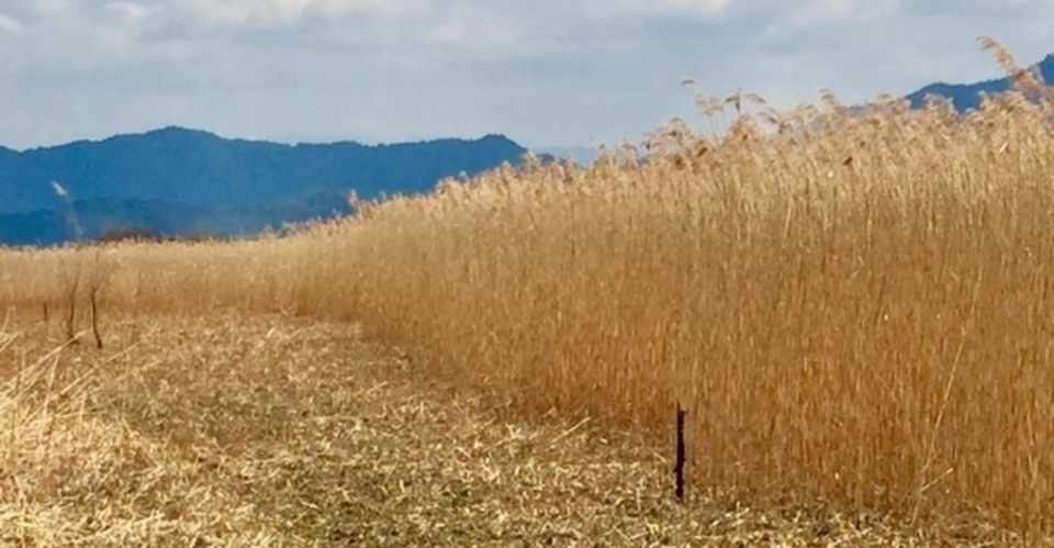 琵琶湖畔に生息する 自然の恵み 葦 ヨシ 雑感 Nature S Blessing Reeds Inhabit On The Shores Of Lake Biwa アスライト Note