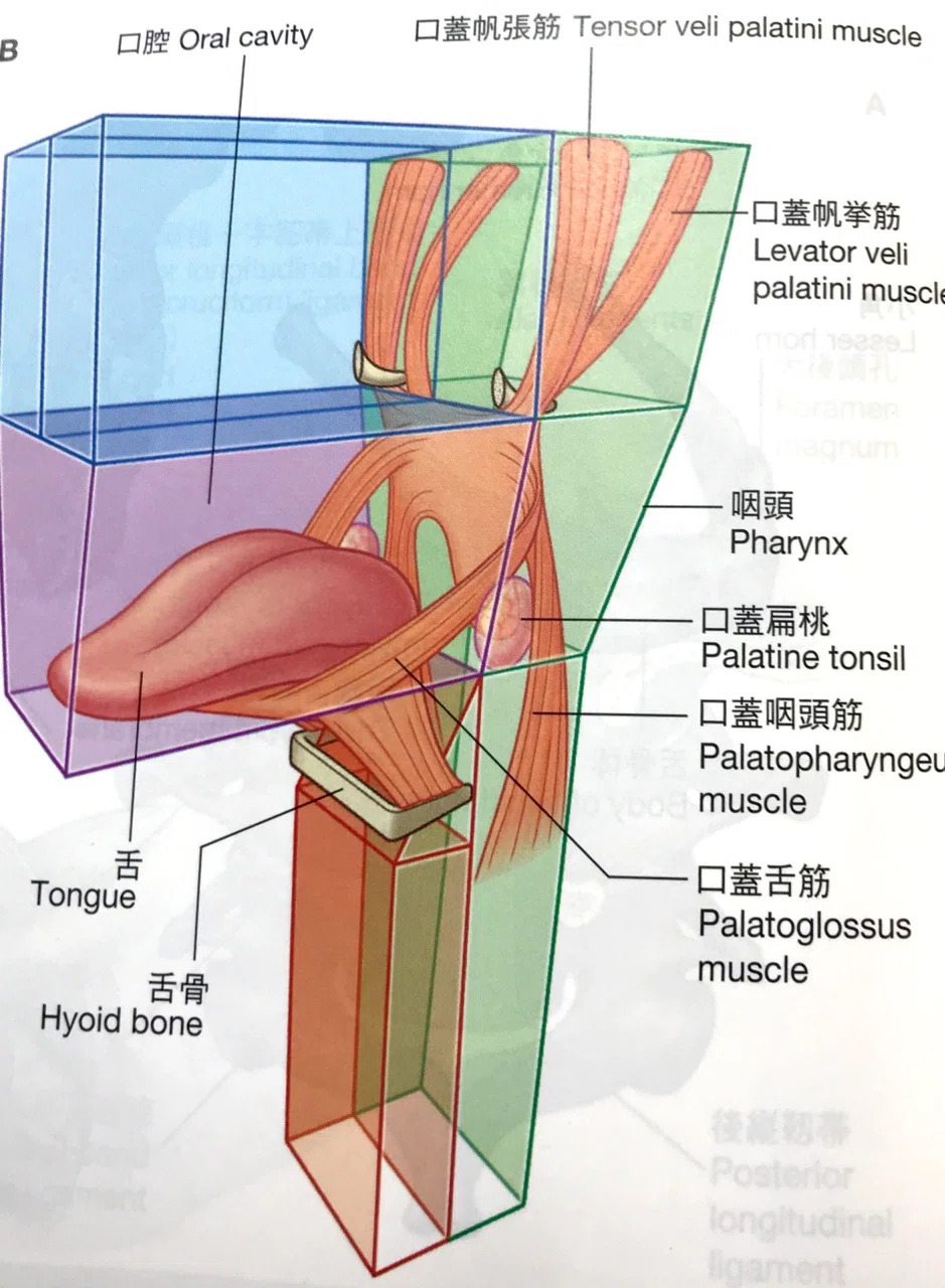 舌周囲①｜好きに生きていい研究所
