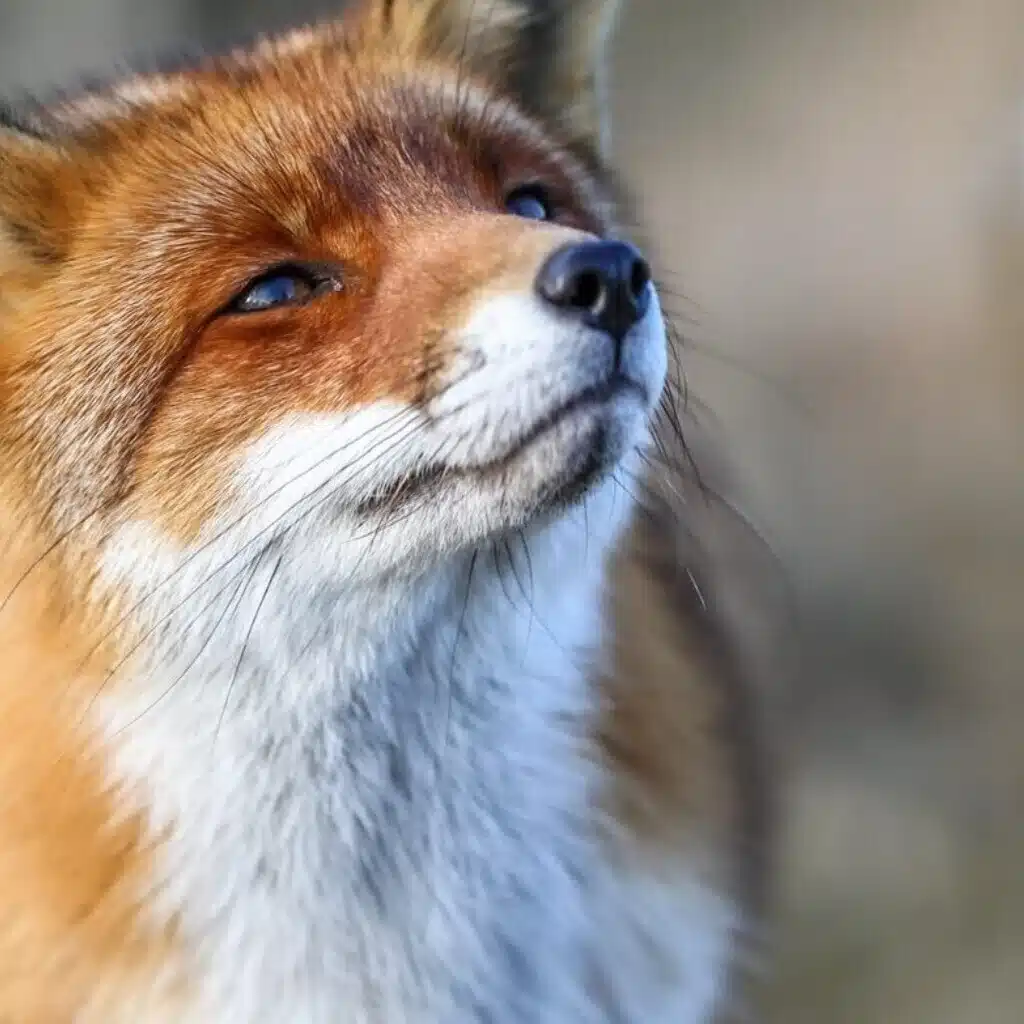 キナリ