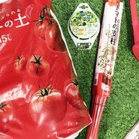 これから始める緑のある暮らし 初心者にもおススメ ぷくぷく可愛い多肉植物を育てよう ナフコ スタッフ Nafco Staff Note