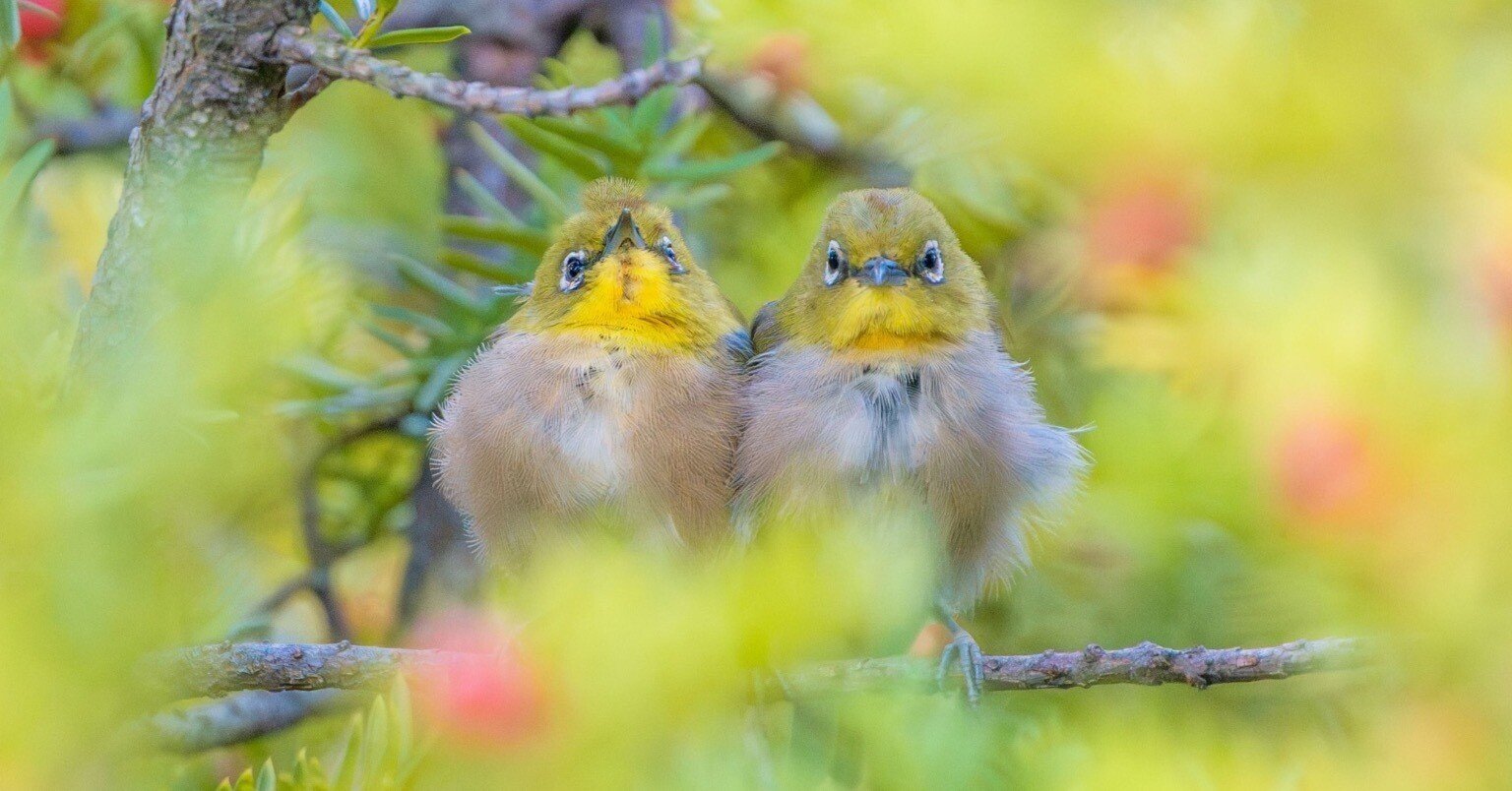 2025年10月の野鳥観察｜TOLIMAN Hondα