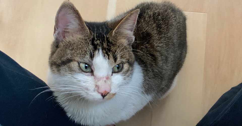 犬を飼う私が迷い猫を保護して最初にやったこと Nogunori Note