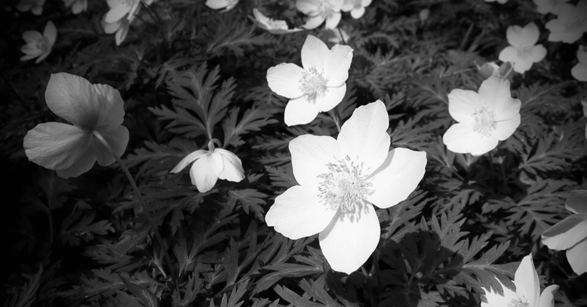 モノクロ原画 花❁❀✿✾ 夜の螺旋 《詩》｜seiji_arita