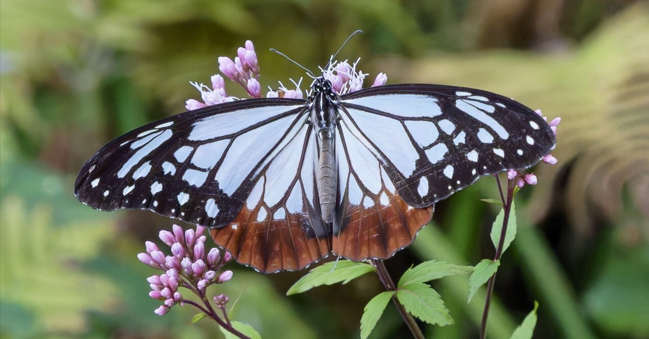 旅する蝶アサギマダラ(浅葱斑)'25｜Miya
