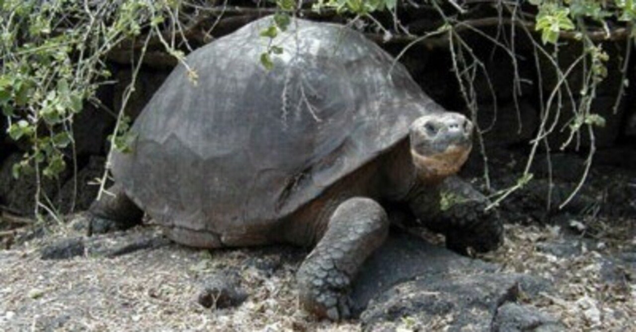 殷に棲息していた象、甲骨文字（象形文字）が書かれた亀の甲羅、日本の