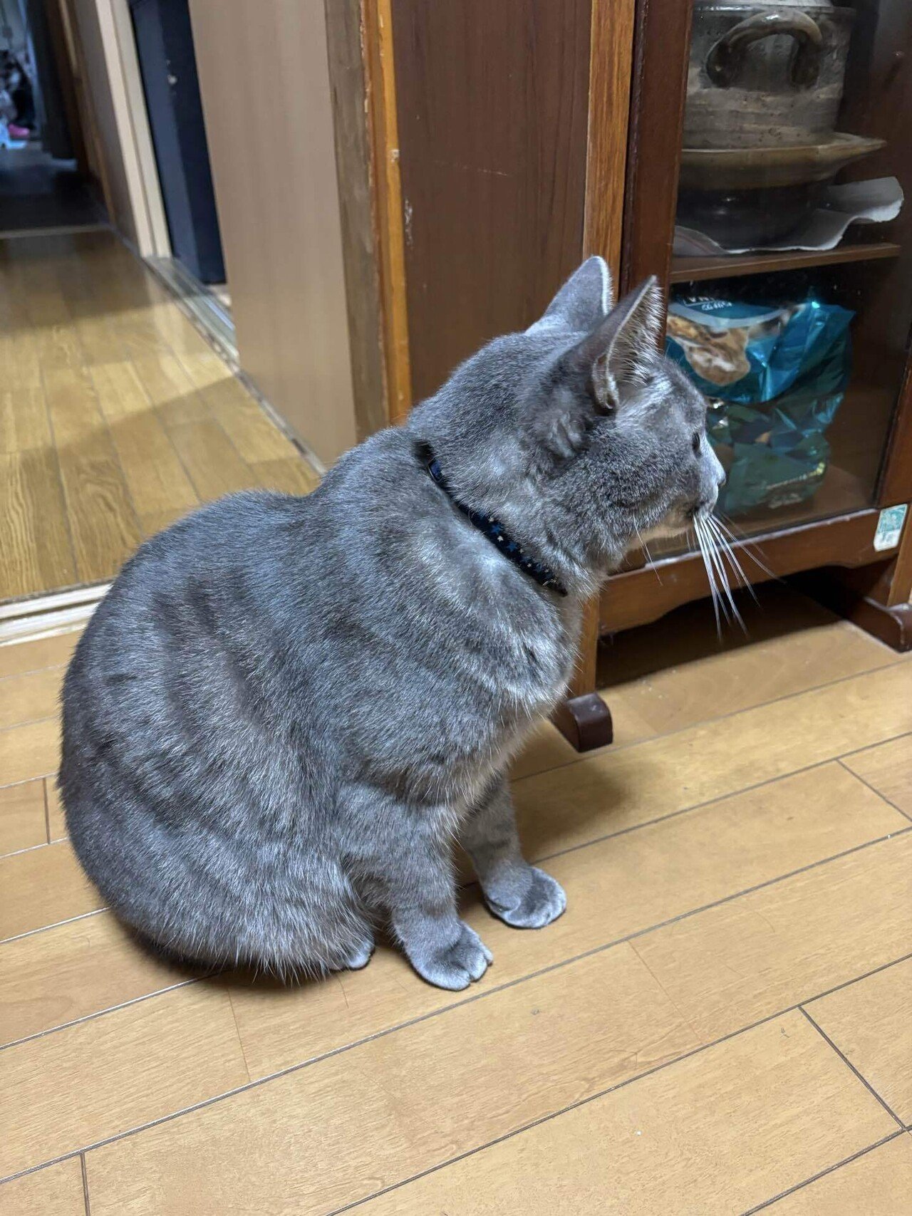 きょうの聡太くんとプレイバックたまちゃん 2025/10/10｜金澤流都