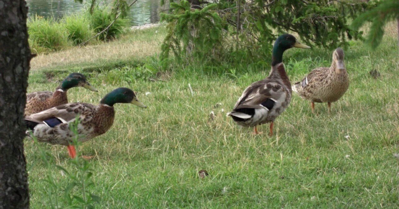 隣の芝生は青い様　ご依頼品　おもり部分 隣の芝生は青い様 ご依頼品 おもり部分 隣の芝生は青い