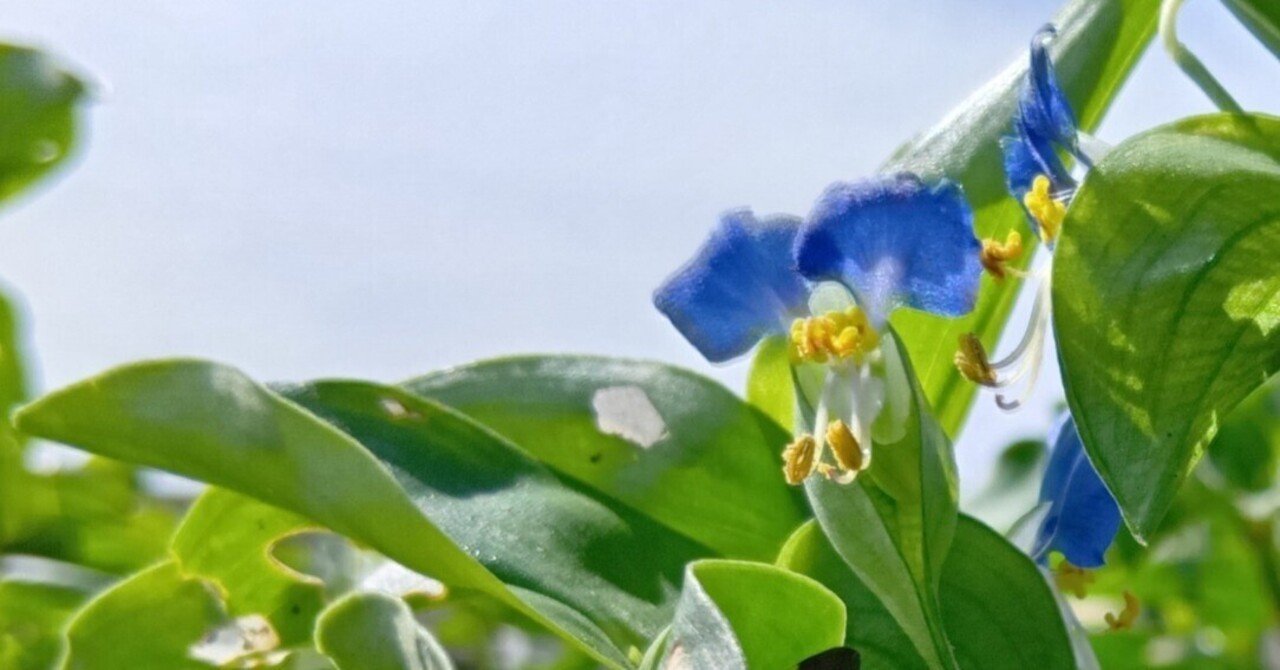 10月、道端の雑草｜haruka