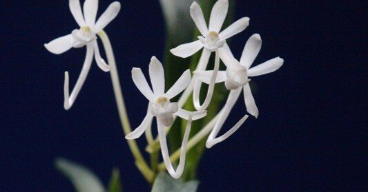 富貴蘭「雪舟」の花｜KJ Morison