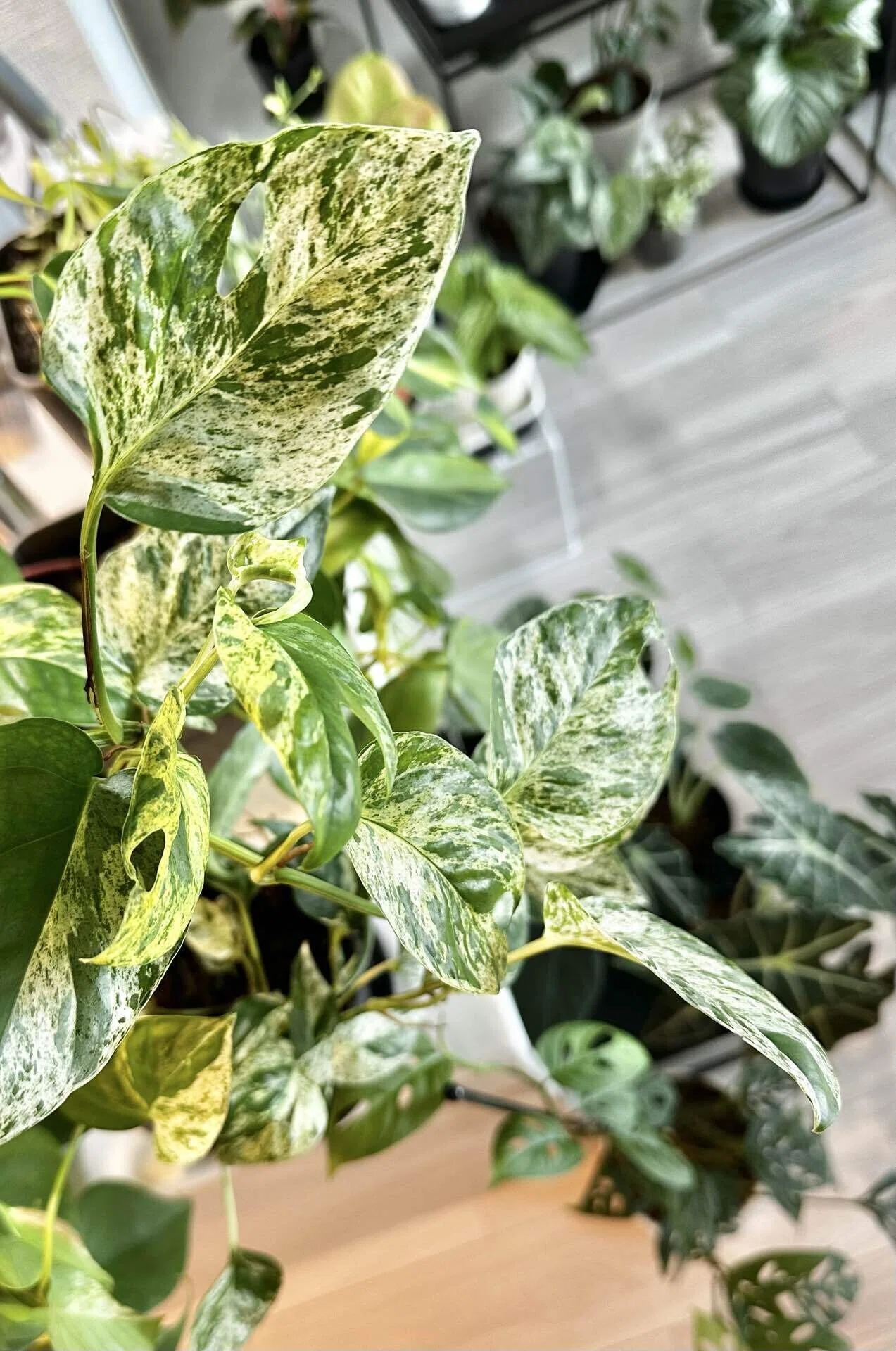 観葉植物のある暮らし➁｜45歳からの一人暮らし with 観葉植物 〻