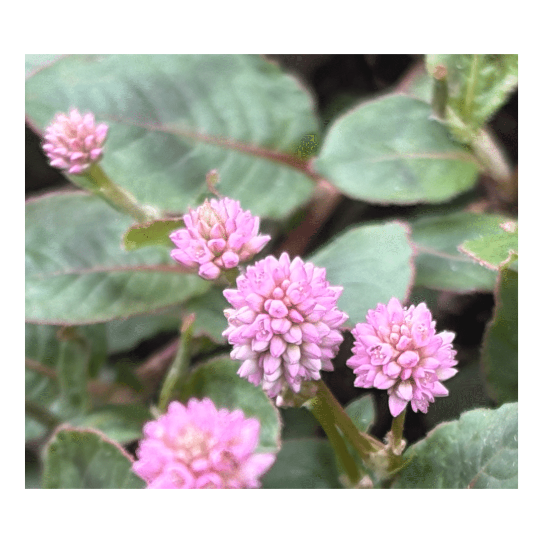 小さな隙間と咲きこぼれた金平糖｜Racines.R