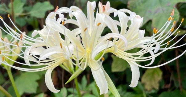 絶版本 沖縄植物野外活用図鑑 全6巻セット 楽天市場】沖縄 植物 図鑑