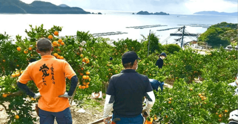 みかん収穫ボランティア募集