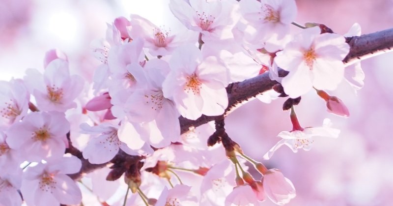 日本に桜があって良かった 桜の写真ギャラリー公開 あゆ Note