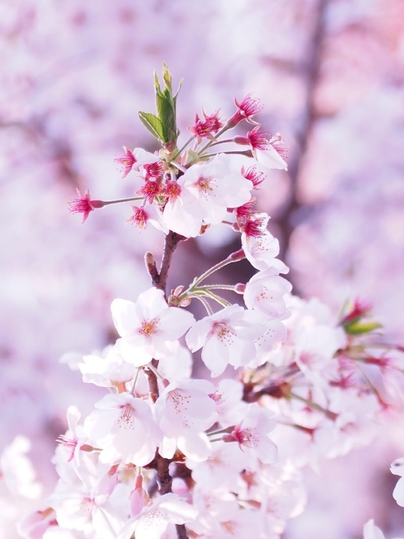 日本に桜があって良かった 桜の写真ギャラリー公開 あゆ Note 日本に桜があって良かった 桜の写真ギャラリー公開 あゆ Note