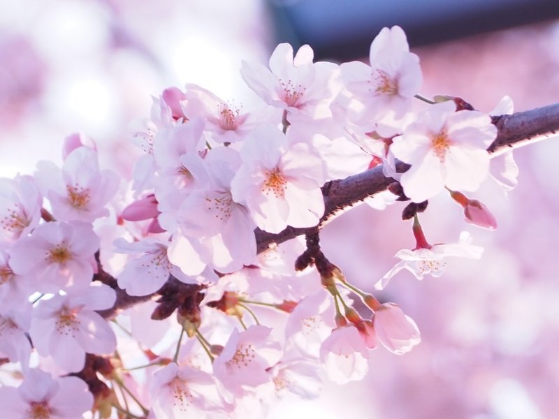 日本に桜があって良かった 桜の写真ギャラリー公開 あゆ Note 日本に桜があって良かった 桜の写真ギャラリー公開 あゆ Note