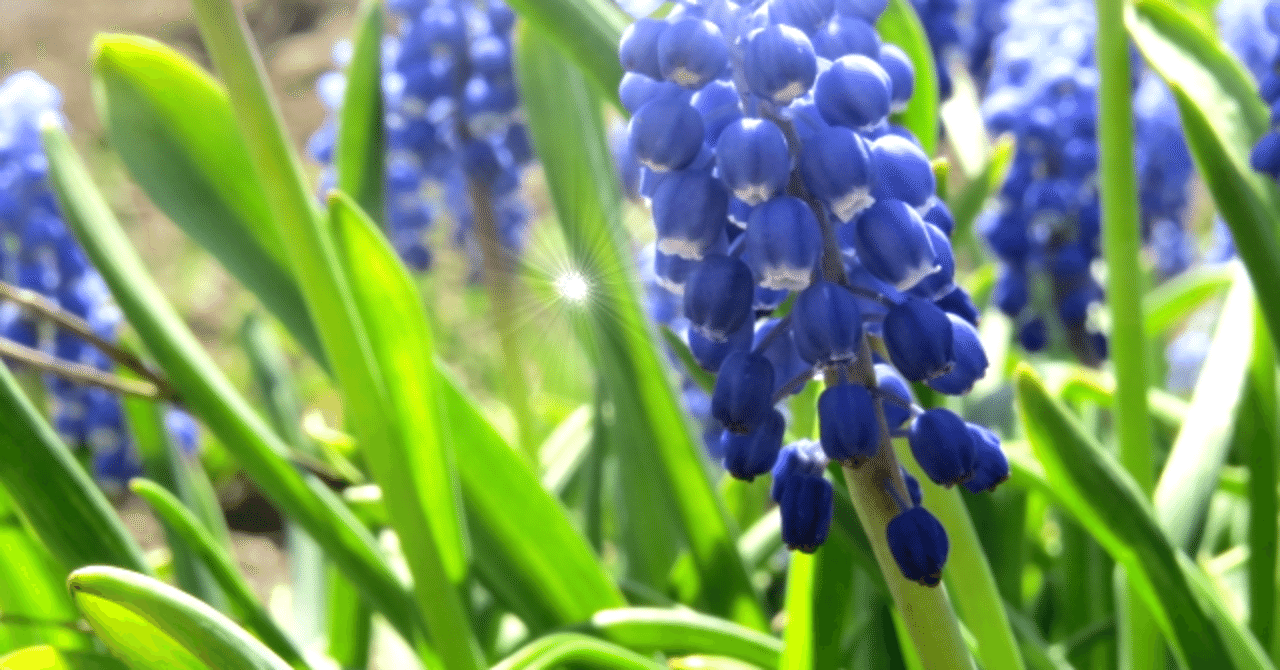 ムスカリ の新着タグ記事一覧 Note つくる つながる とどける