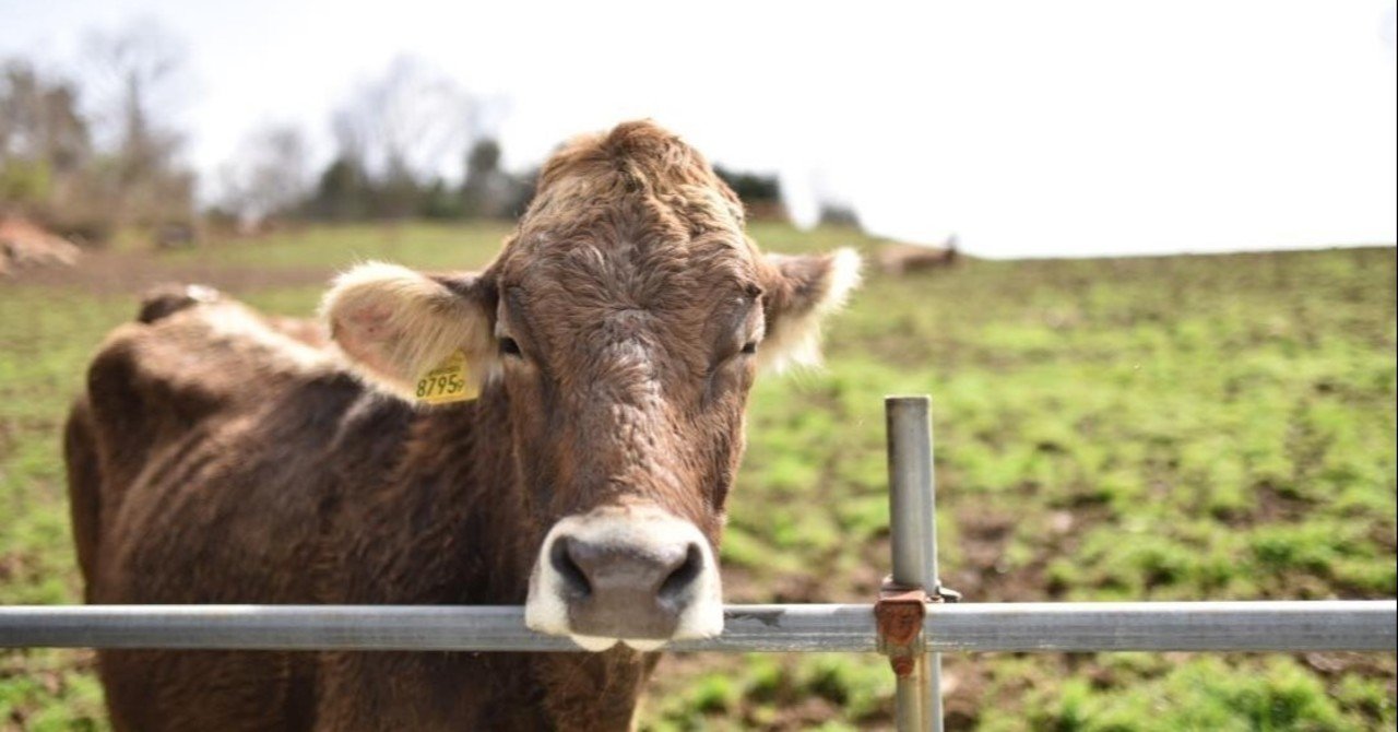 ブラウンスイス牛の販売｜新保吉伸/Niiho Yoshinobu