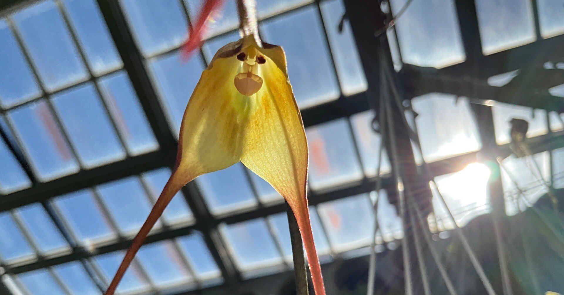 モンキーオーキッド（京都府立植物園）：2025年10月14日（火）｜藤井