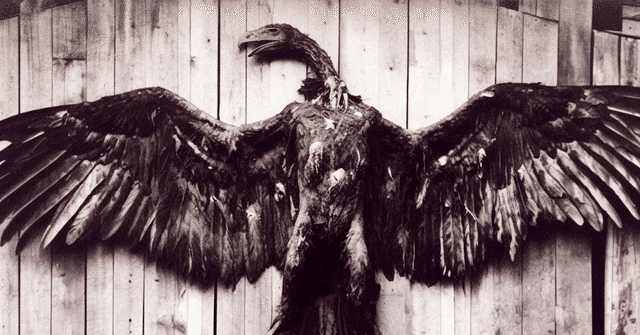 無数の「仕留められたサンダーバード」写真｜UMA研究家・佐藤