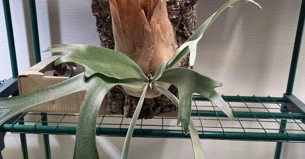 アヌビアスナナ　パンダイ アヌビアスナナ パンダイ