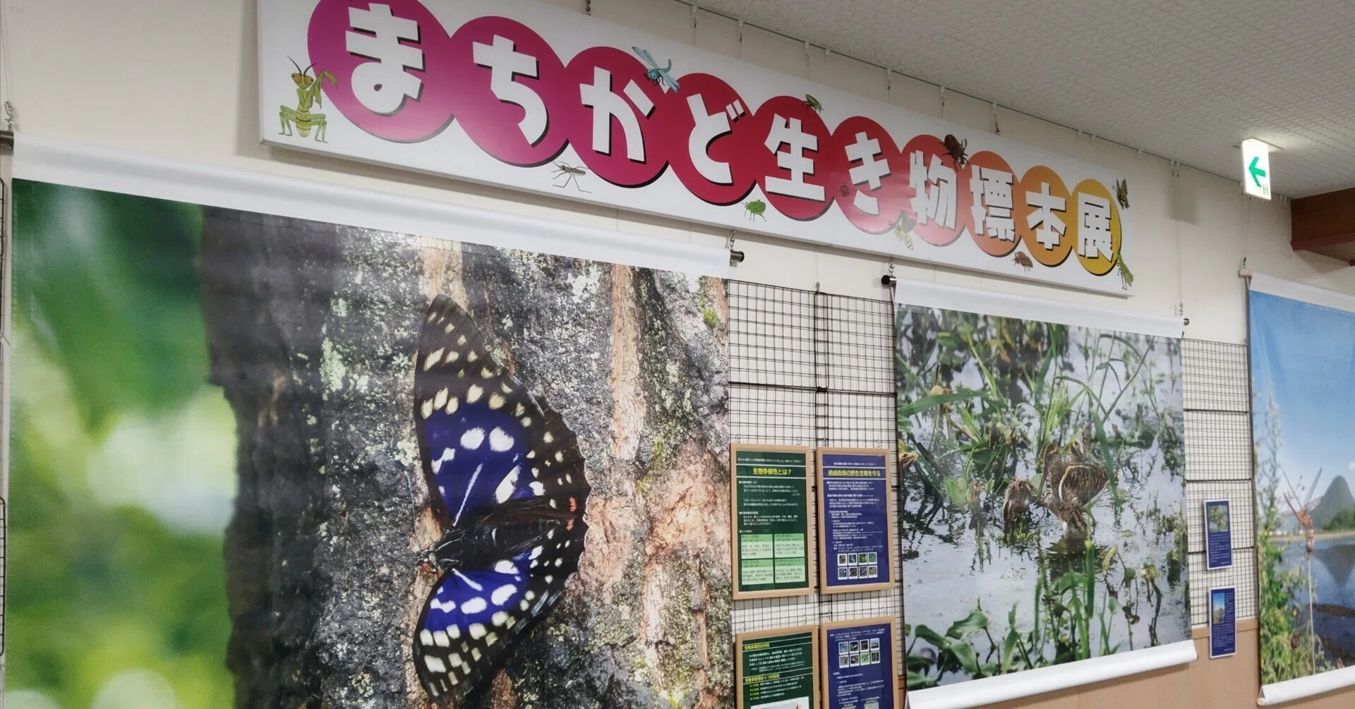 まちかど生き物標本展（2025年9月22日～10月24日）｜魚道部！/ 剥製師