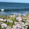 flowernori